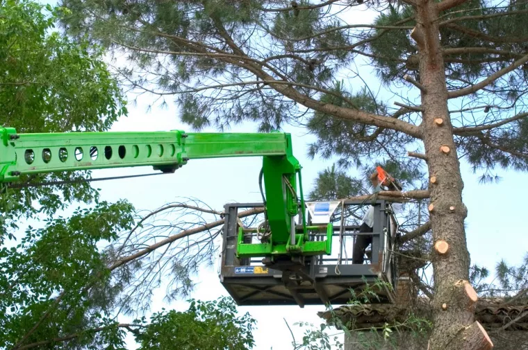 Comment choisir une entreprise spécialisée dans l'élagage d'arbres dangereux ?, Bordeaux, ED Espaces Verts